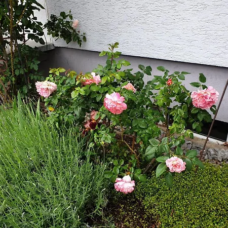 Boitz Gasthof